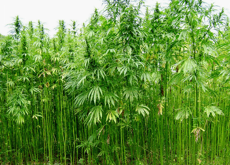 百家村特产大麻种植