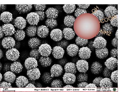 Immunodiagnostic Beads